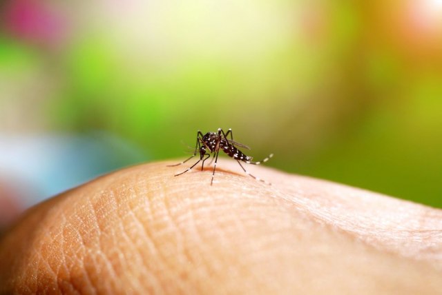 Ujedaju vas komarci? Evo naèina da ih se rešite